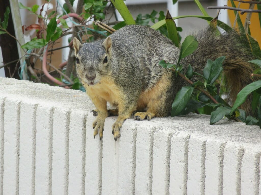 A squirrel, stopped on top of a low wall, dirt on its whiskers, looking straight at the camera.