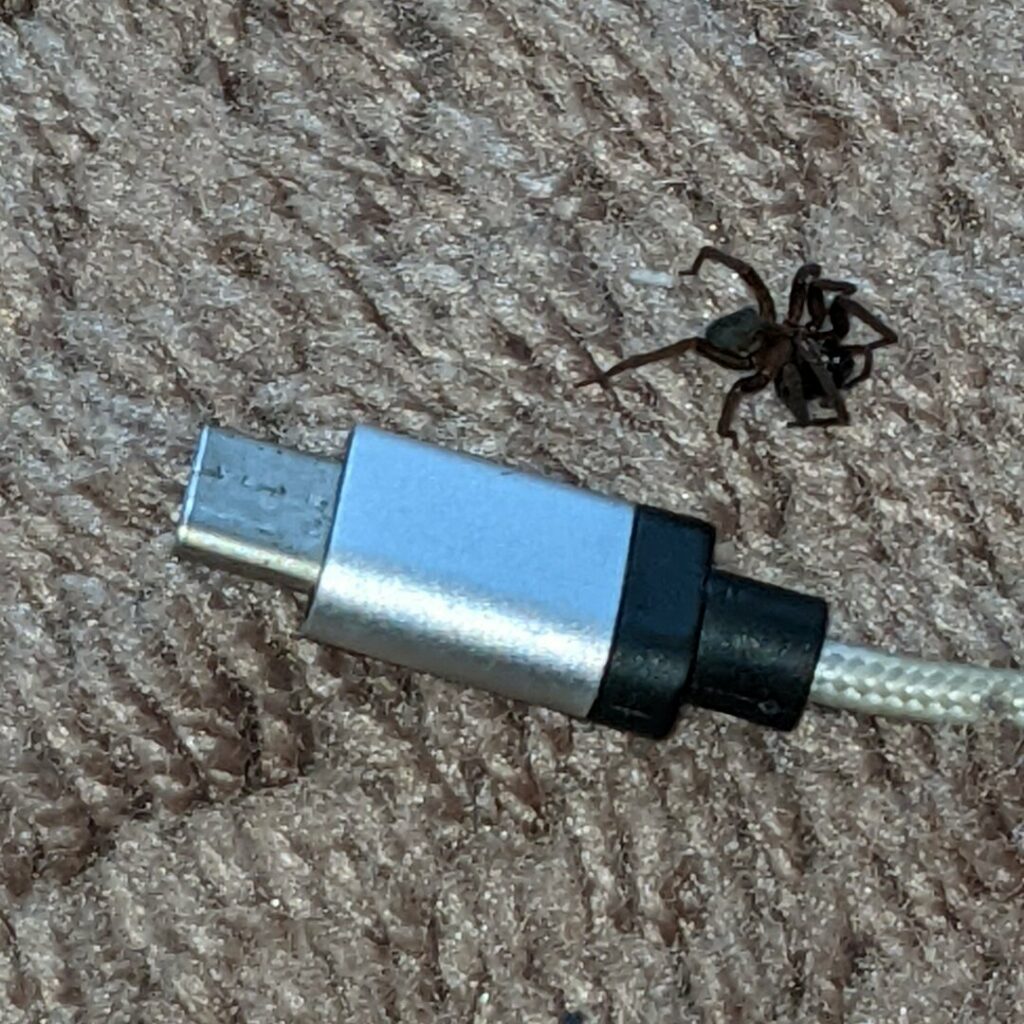 A small black spider next to a USB cable on the floor.
