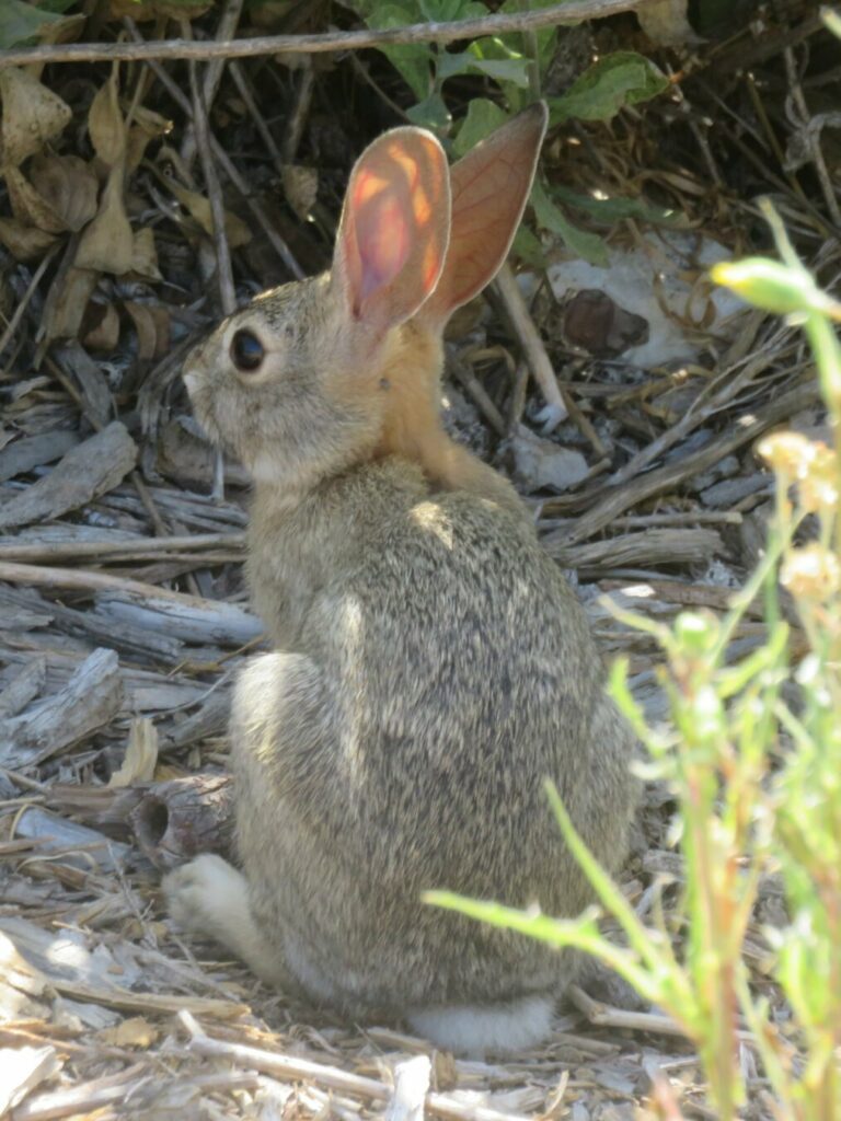 A light brown rabbit with huge eyes sitting on the ground and looking away.