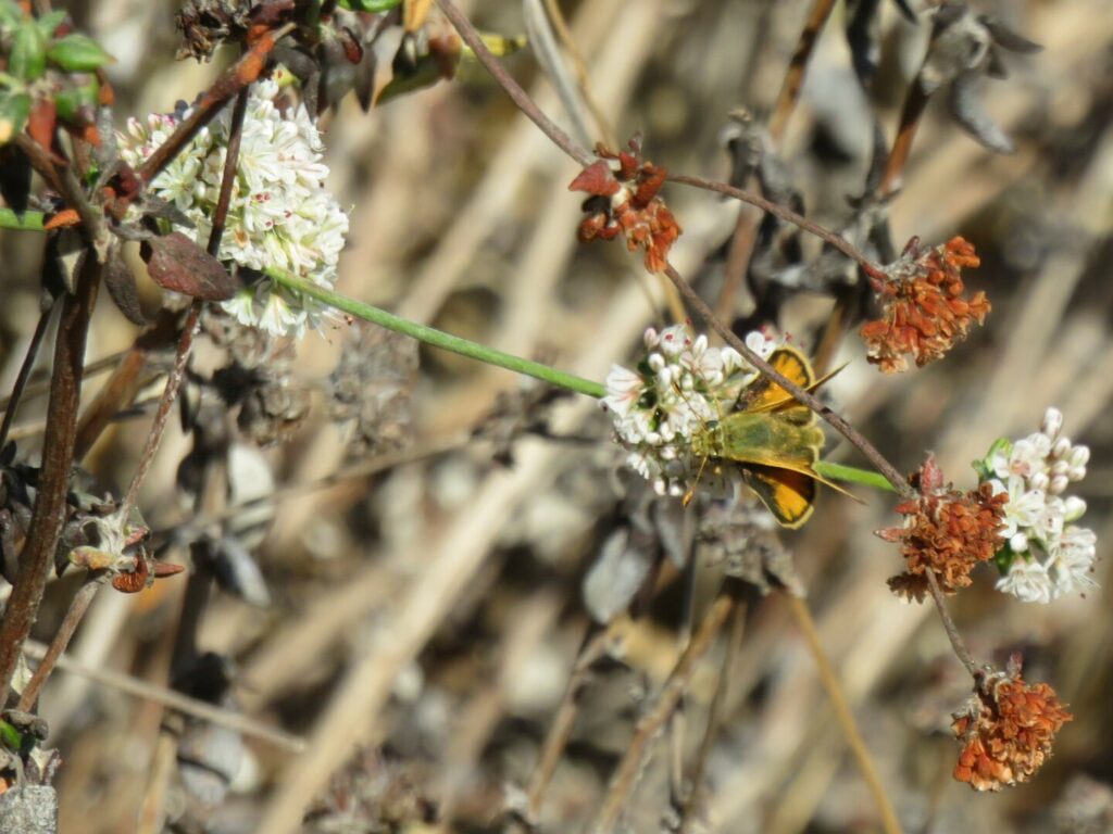 A small yellow and green butterfly perched next to a cluster of tiny white flowers.