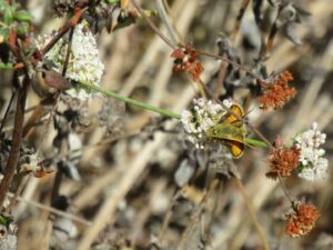 A small yellow and green butterfly perched next to a cluster of tiny white flowers.