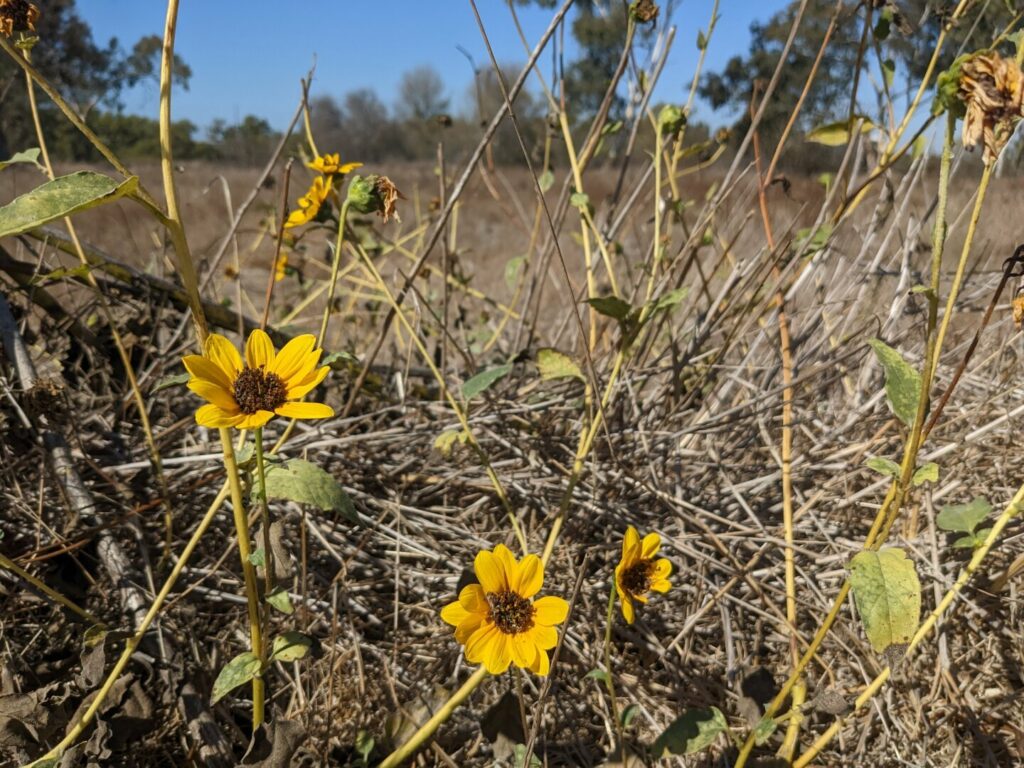 Wild sunflowers in front of a brown field with trees in the distance.