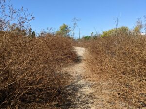 A dirt path winding its way through dry brush.