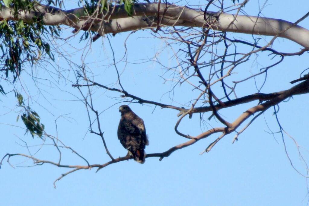 A hawk perched on a branch of a Eucalyptus tree, seen from a distance against an empty sky.