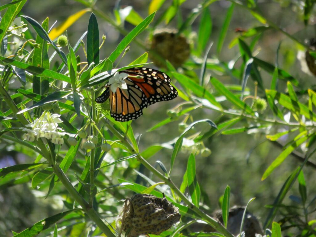 A bright orange and black butterfly, its wings visible and its body mostly blocked by a small white flower, green stalks and leaves all around it.