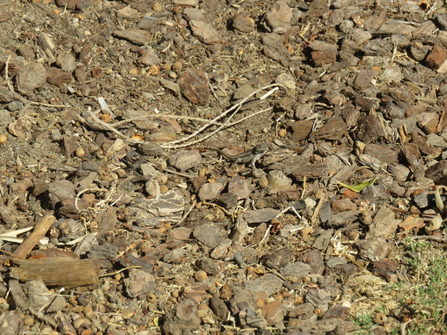 
A whole bunch of wood chips on the ground. There is a light brown lizard blending in with them.