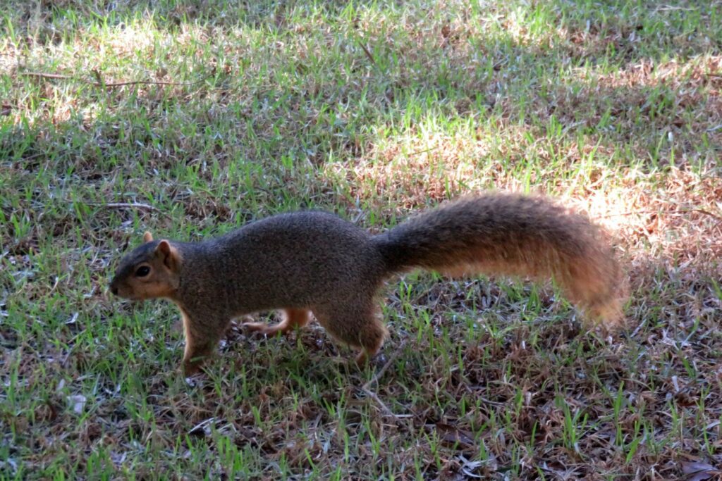 A brown squirrel with a long tail running across the grass.