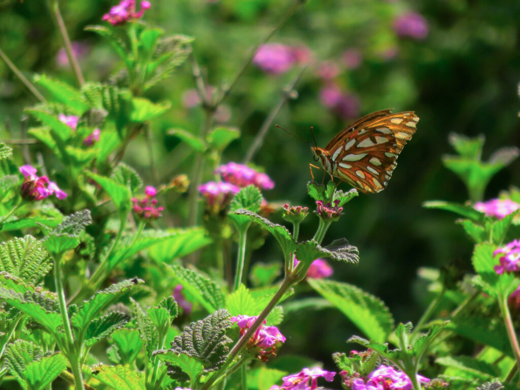 Bright orange butterfly with white spots outlined in black, perched on the end of a stem. The plant has small magenta flowers and bright green, crinkly leaves.