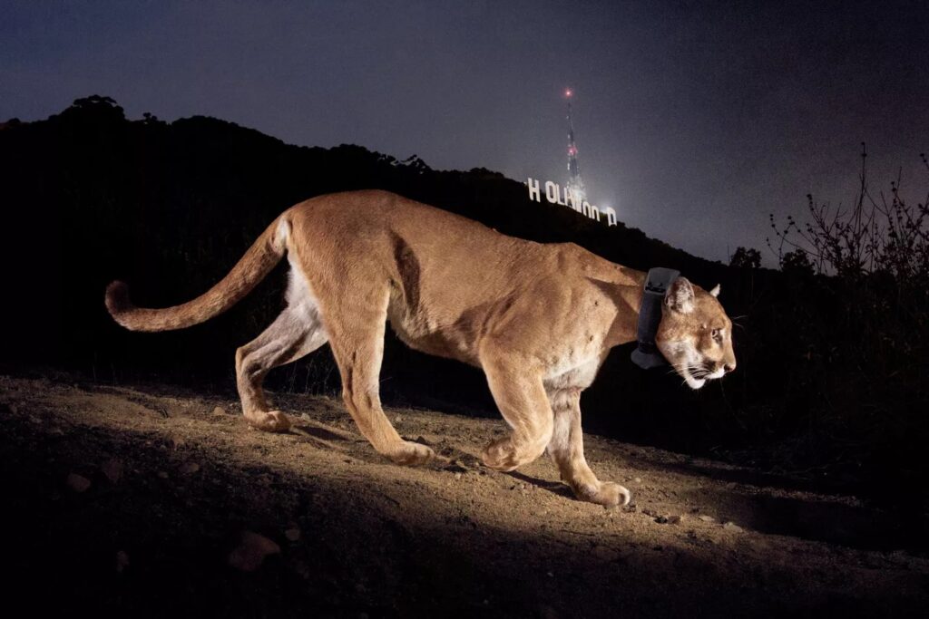P-22 in better days: a healthy mountain lion stalking along the ground at night, lit up by a camera flash, hills and the HOLLYWOOD sign in the background.