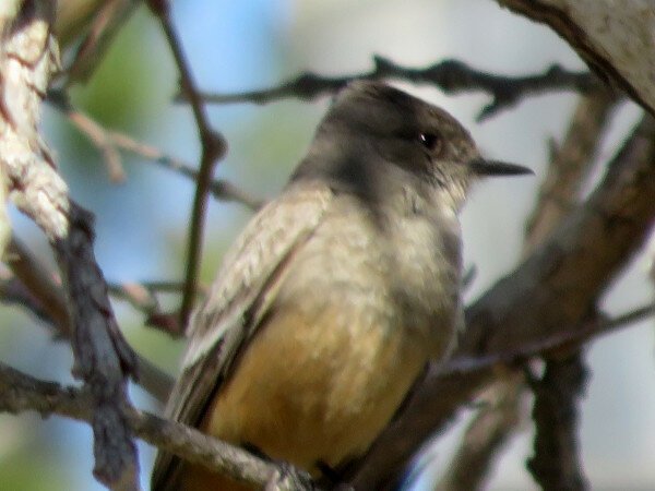 A small bird with a narrow beak, yellowish-brownish front and black head, surrounded by bare twigs and branches with a hint of blue sky behind it.