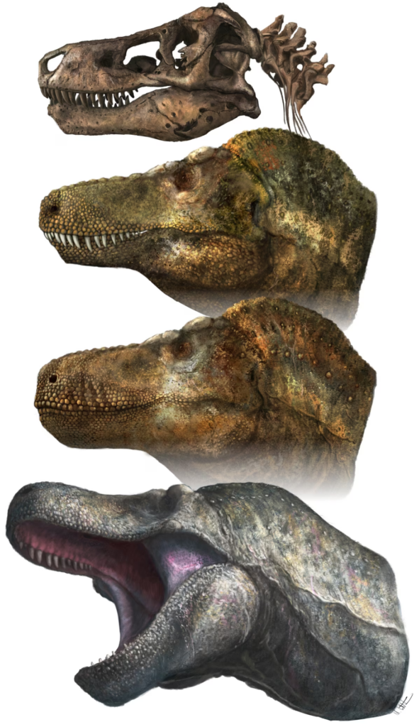 A T. rex skull with three artists' renderings of what its head might have looked like in life: One with its upper teeth protruding over its lower jaw, one with its teeth completely covered, and finally one showing the second version roaring, showing the teeth inside its mouth.