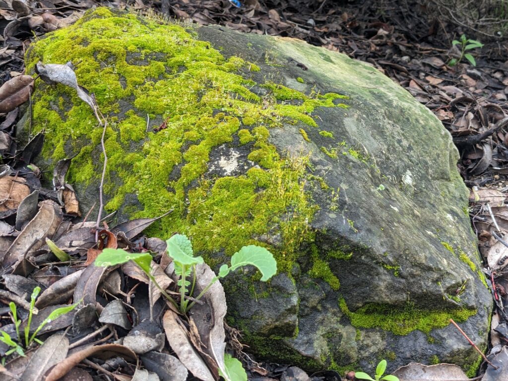 A medium rock in leaf litter, with bright green moss on one side.