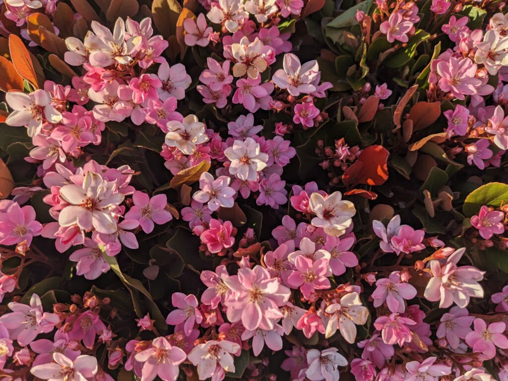 A bush covered with pink and white blossoms, lit from the side with yellowish light.