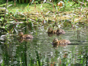 Three small fuzzy yellow-and-brown ducklings swimming in water, with sparse foliage and greenish pond scum in the background