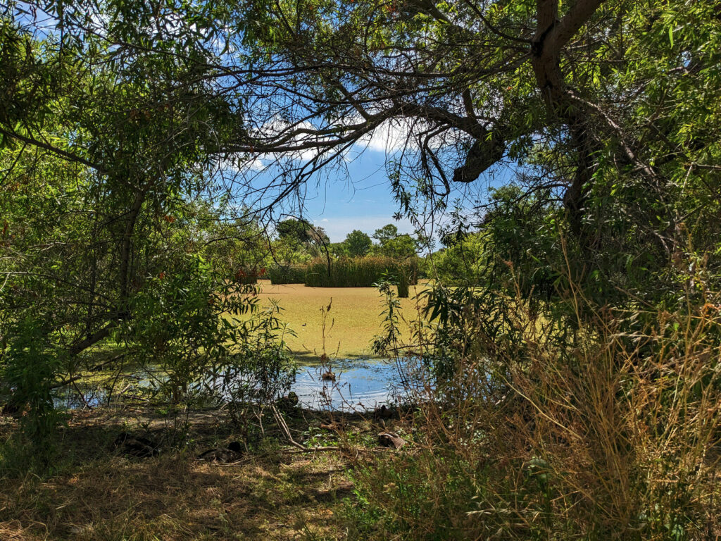 A roughly rectangular gap in trees, beyond which a wide pond (clear near the shore and covered with something green further out) stretching towards some reed, more trees, and blue sky with a few puffy clouds.