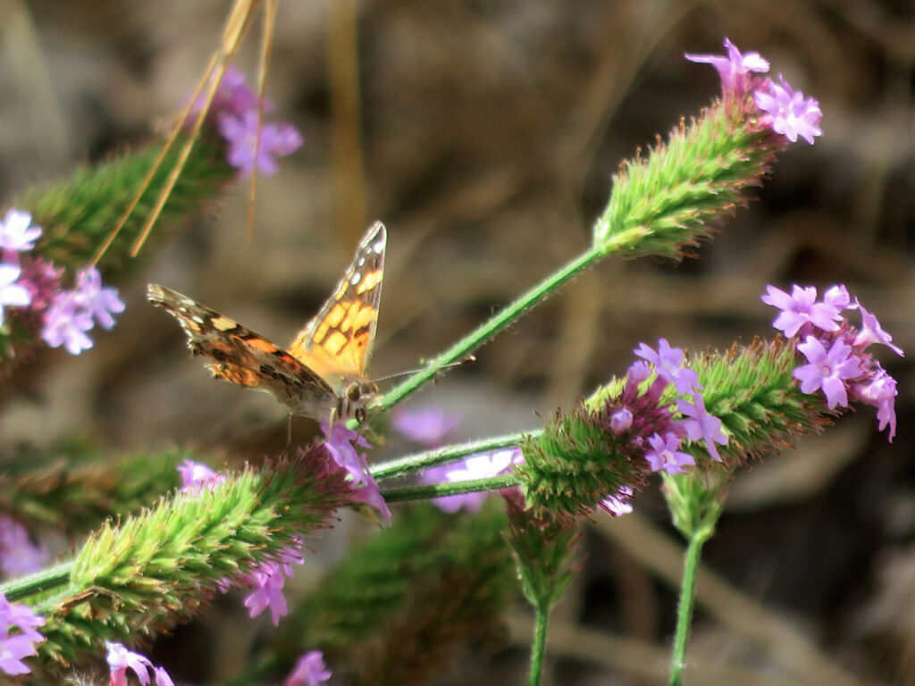 Dappled orange-and-black butterfly perched on the stem of a thistle-like flower, facing toward the camera and a bit to the right with its wings half-open. Several more green stems and clusters of tiny pink flowers surround it.