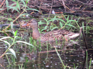 A brownish duck in water, surrounded by sparse foliage, with a small yellow-and brown duck nearby just in the background.