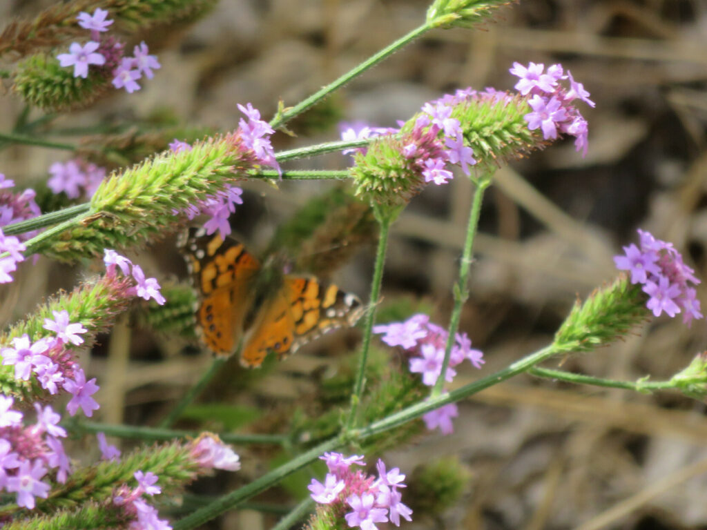 A blurry orange-and-black butterfly perched on a stem, surrounded by sharply focused thistle-like green stems and (also sharply-focused) tiny pink flowers.