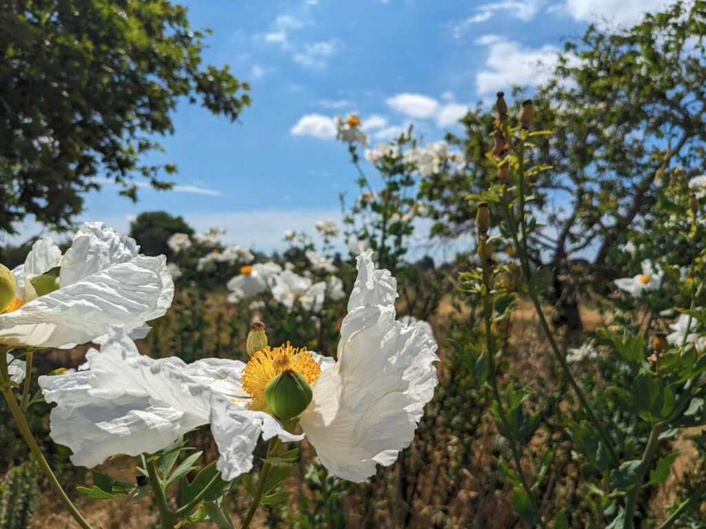 Several flowers with broad, white, flattish petals and round clusters of very yellow stamens in the middle, looking quite a bit like fried eggs, with blurred trees and blue sky (with just a few clouds) in the distance.